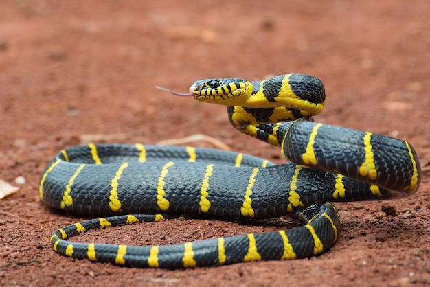 Boiga snake dendrophila yellow ringed Head of Boiga dendrophila animal closeup animal attack